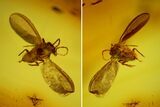 Fossil Scale Insect (Coccoidea) & Two Flies (Diptera) in Baltic Amber #159776-2